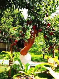 Woman standing by tree against plants