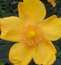 Close-up of yellow flower