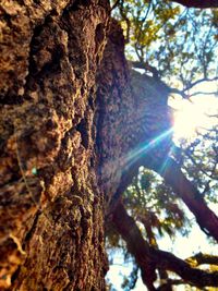 Low angle view of tree trunk