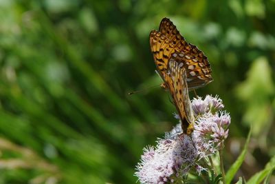 Close-up of butterfly pollinating on flower