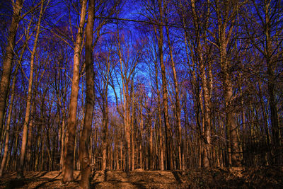 Trees in forest against blue sky