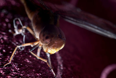 Close-up of spider