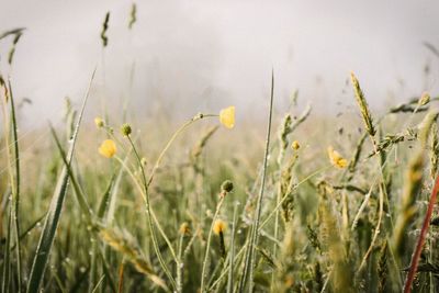 Close-up of yellow flowers blooming in field