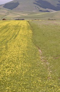 Scenic view of field