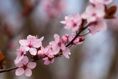 Close-up of pink cherry blossom