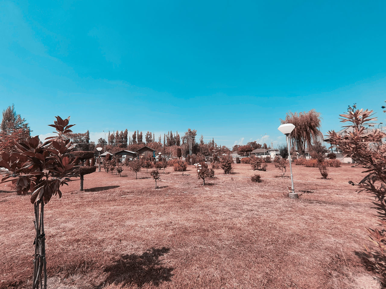 PANORAMIC VIEW OF TREES ON FIELD AGAINST BLUE SKY