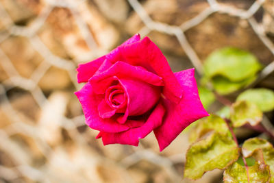 Close-up of pink rose