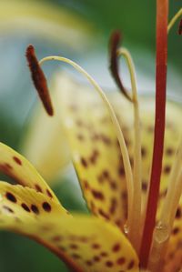 Close-up of yellow lily on plant