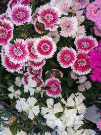 High angle view of pink flowering plants