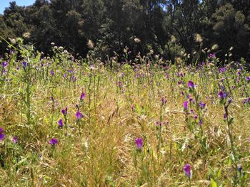 Purple flowers growing in field