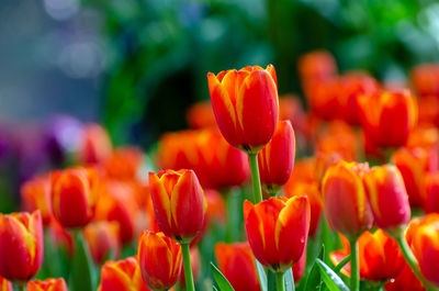 Close-up of red tulips blooming in park