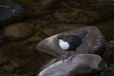 High angle view of white-throated dipper holding prey in beak