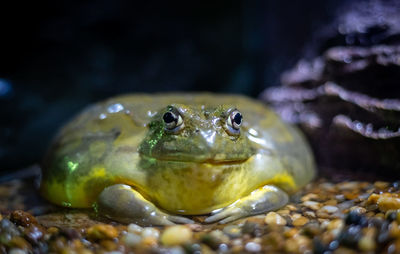 Close-up of turtle in water