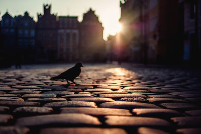 View of seagull on street