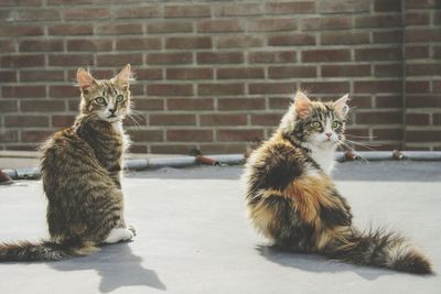 Portrait of kitten sitting against wall