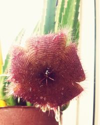 Close-up of cactus plant