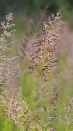 Close-up of flowering plant on field