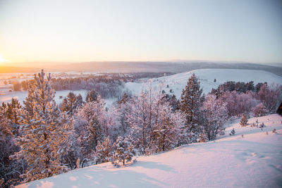 Trees on snow covered land against sky during sunset