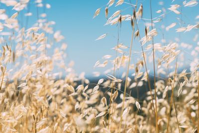 Close-up of wheat field