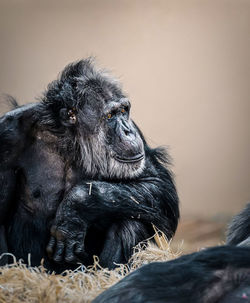 Close-up of monkey