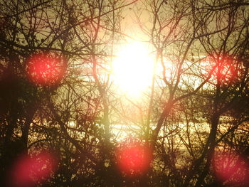 Sun shining through trees during sunset