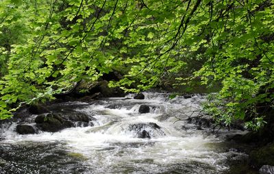 Scenic view of waterfall in forest