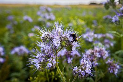 Close-up of bee pollinating on purple flower