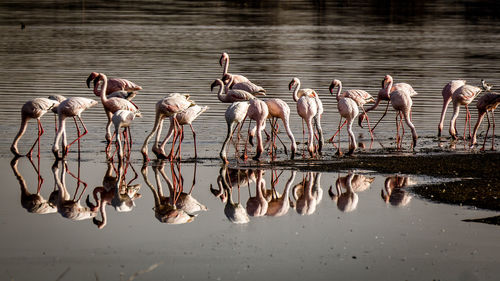Flock of birds in lake