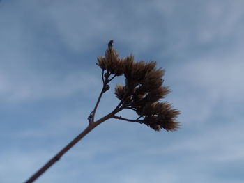 Low angle view of flowering plant against sky