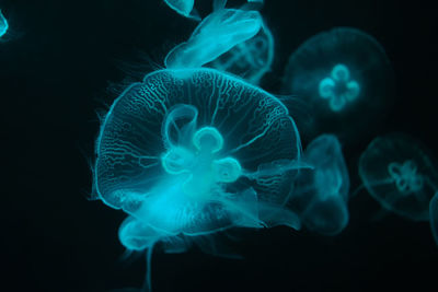 Close-up of jellyfish swimming in aquarium