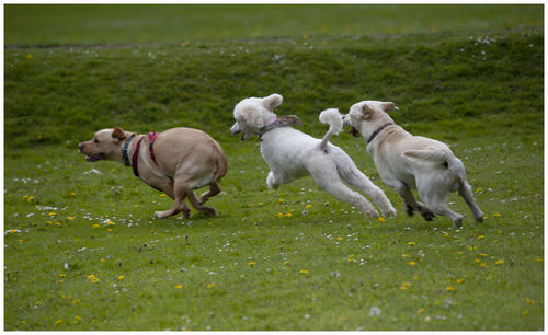 Dogs running on grassy field