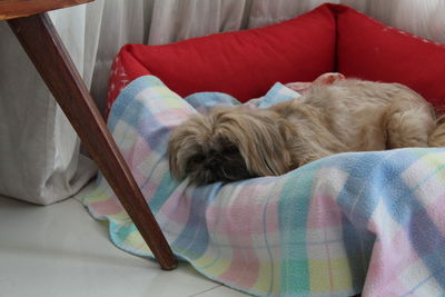 Dog sleeping on sofa at home