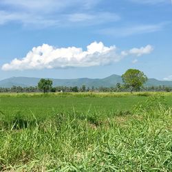 Scenic view of field against sky