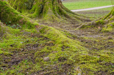 Scenic view of trees growing in field