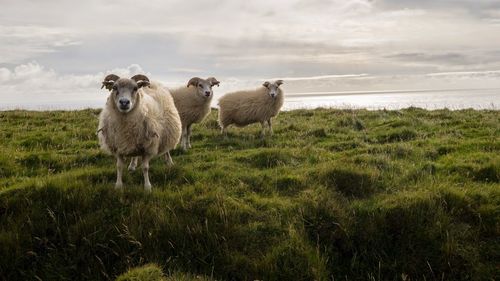 Sheep standing on grass against sky