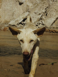 Portrait of dog on land