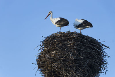 Low angle view of birds on nest against clear blue sky