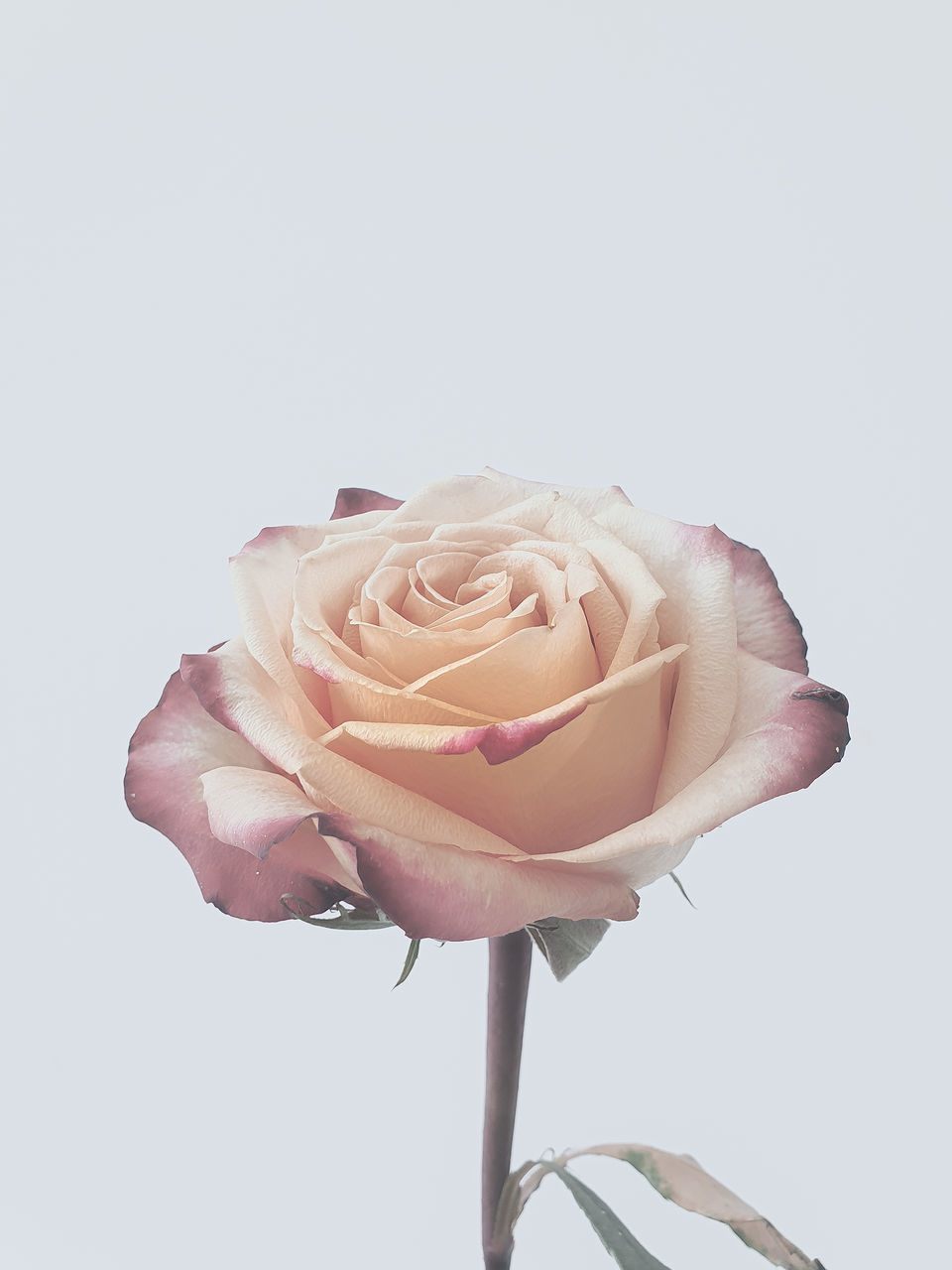 CLOSE-UP OF ROSE IN WHITE BACKGROUND