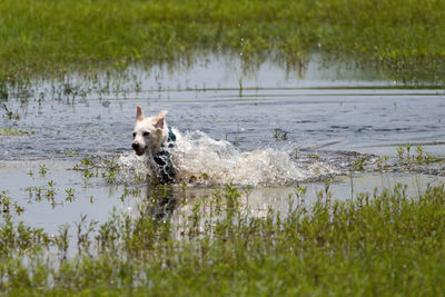 Dog running in lake