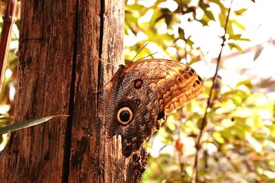 Close-up of insect on tree trunk