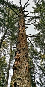 Low angle view of trees against sky