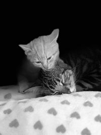 Close-up of cat resting on bed