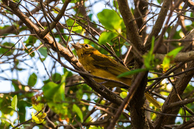 Low angle view of bird perching on tree