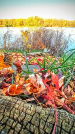 Close-up of plants growing on field against sky