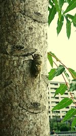 Close-up of insect on tree trunk