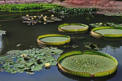 Lotus water lily in lake