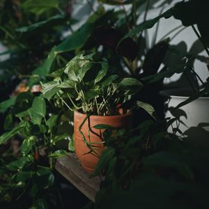 Close-up of potted plant