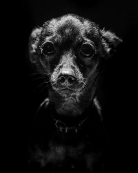 Close-up portrait of dog against black background