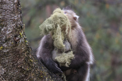 Close-up of monkey on tree