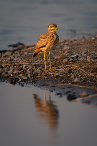 Close-up of bird in lake